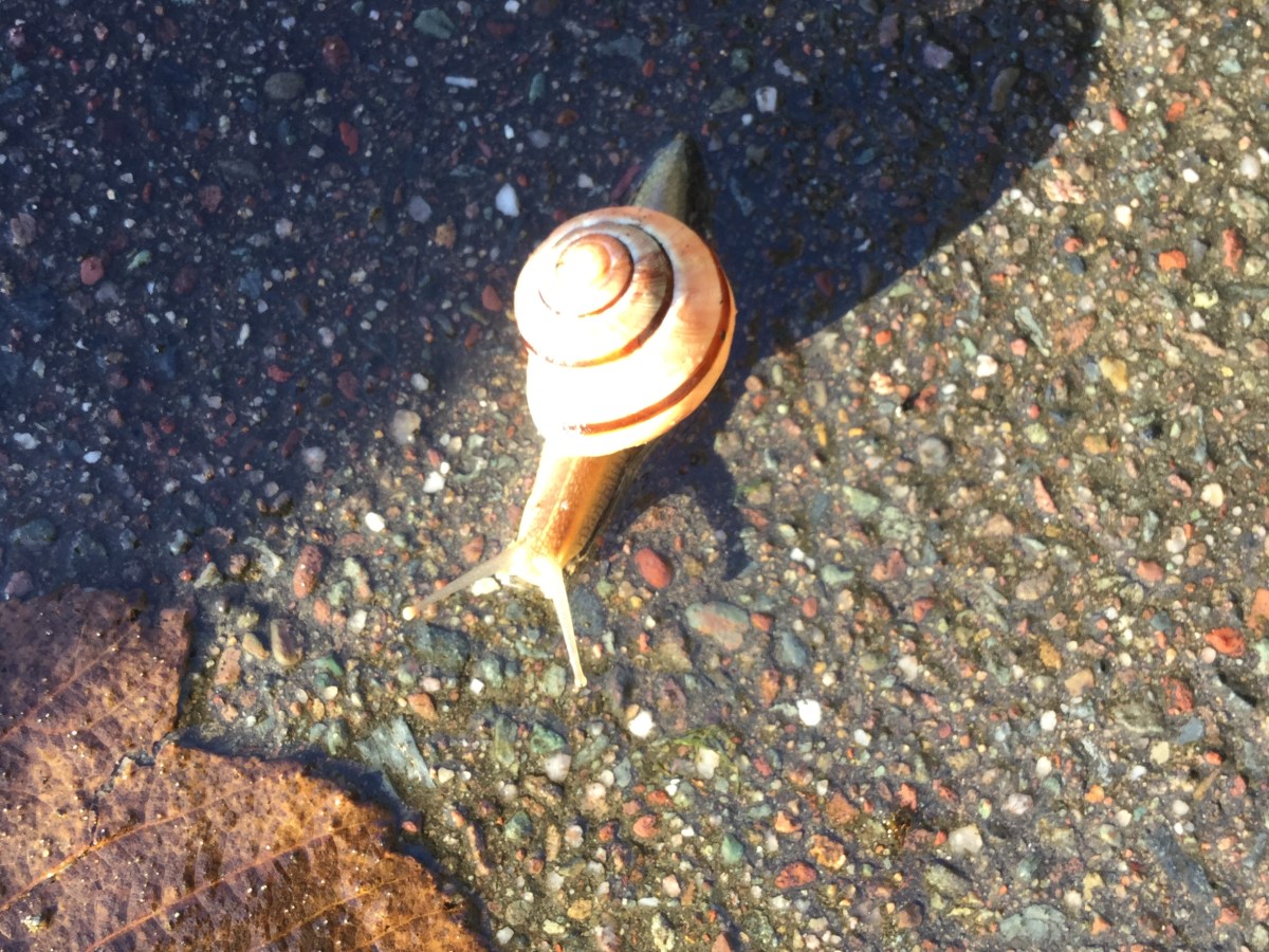 TV Rots Your&nbsp;Brain