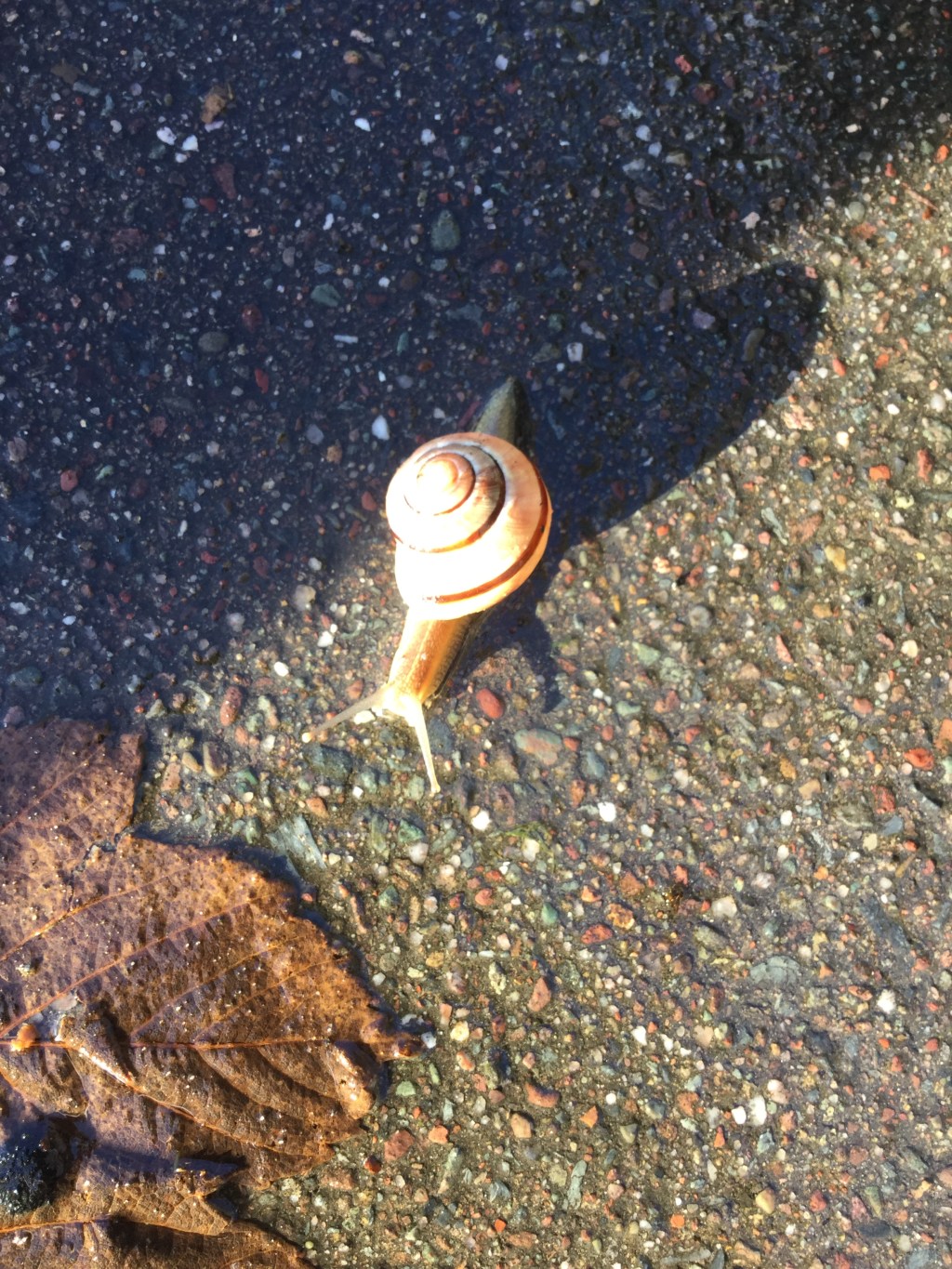 Snail on a sidewalk in Lahinch, County Clare, Ireland.