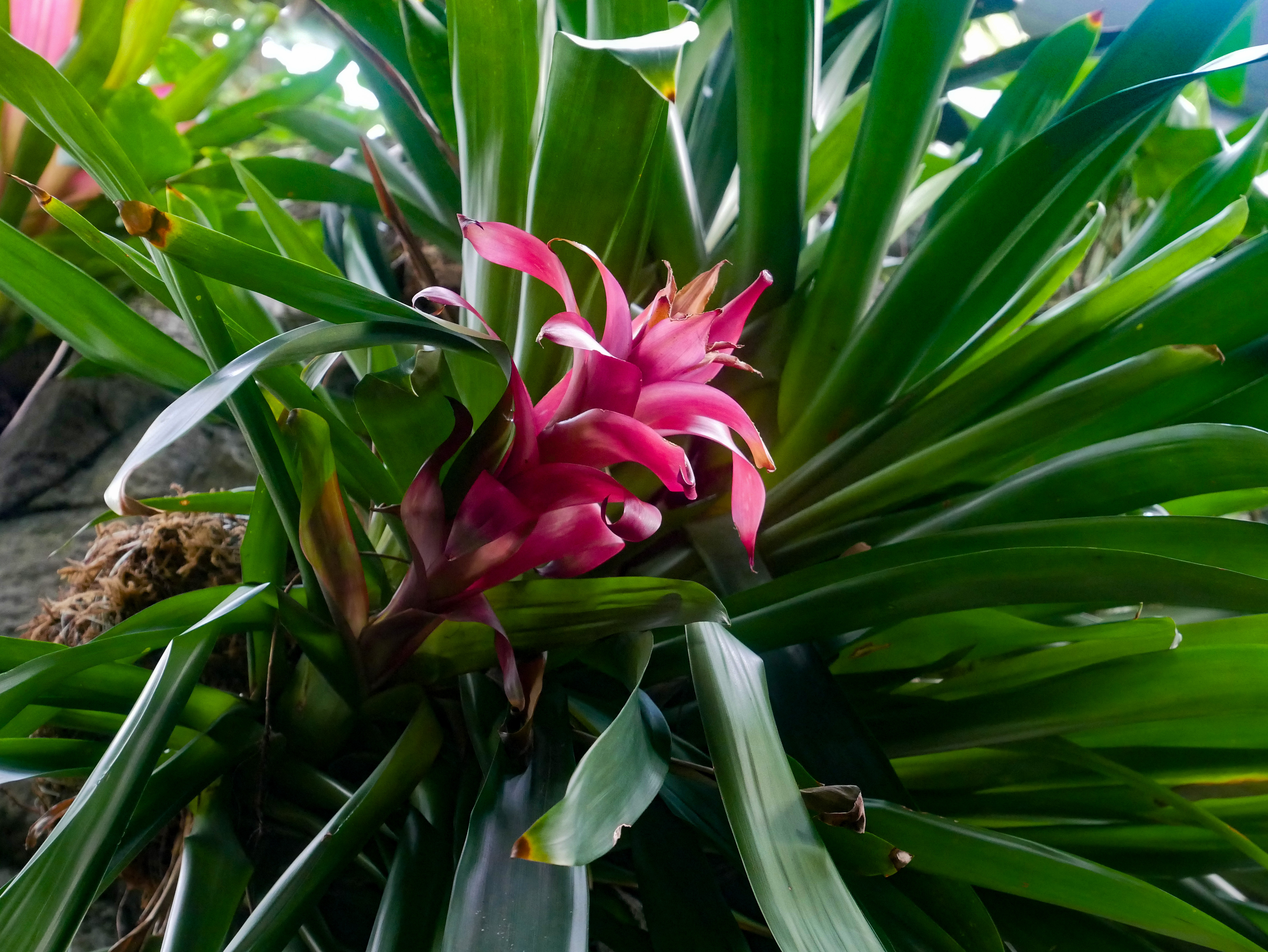 Bright pink flower in Omaha Henry Doorly Zoo's Lied Jungle.