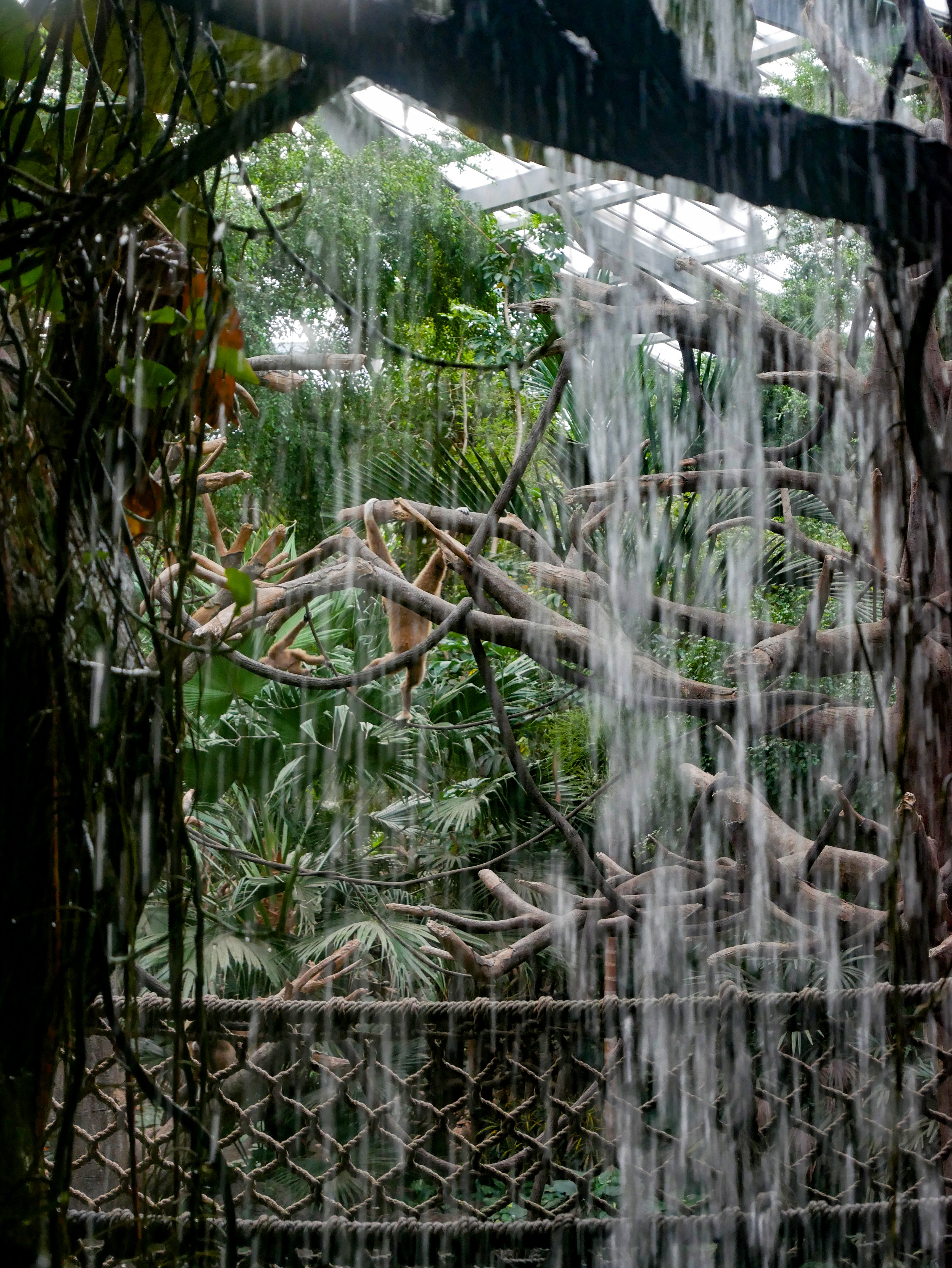 Looking through a waterfall at a monkey swinging in a tree at the Omaha Henry Doorly Zoo's Lied Jungle.