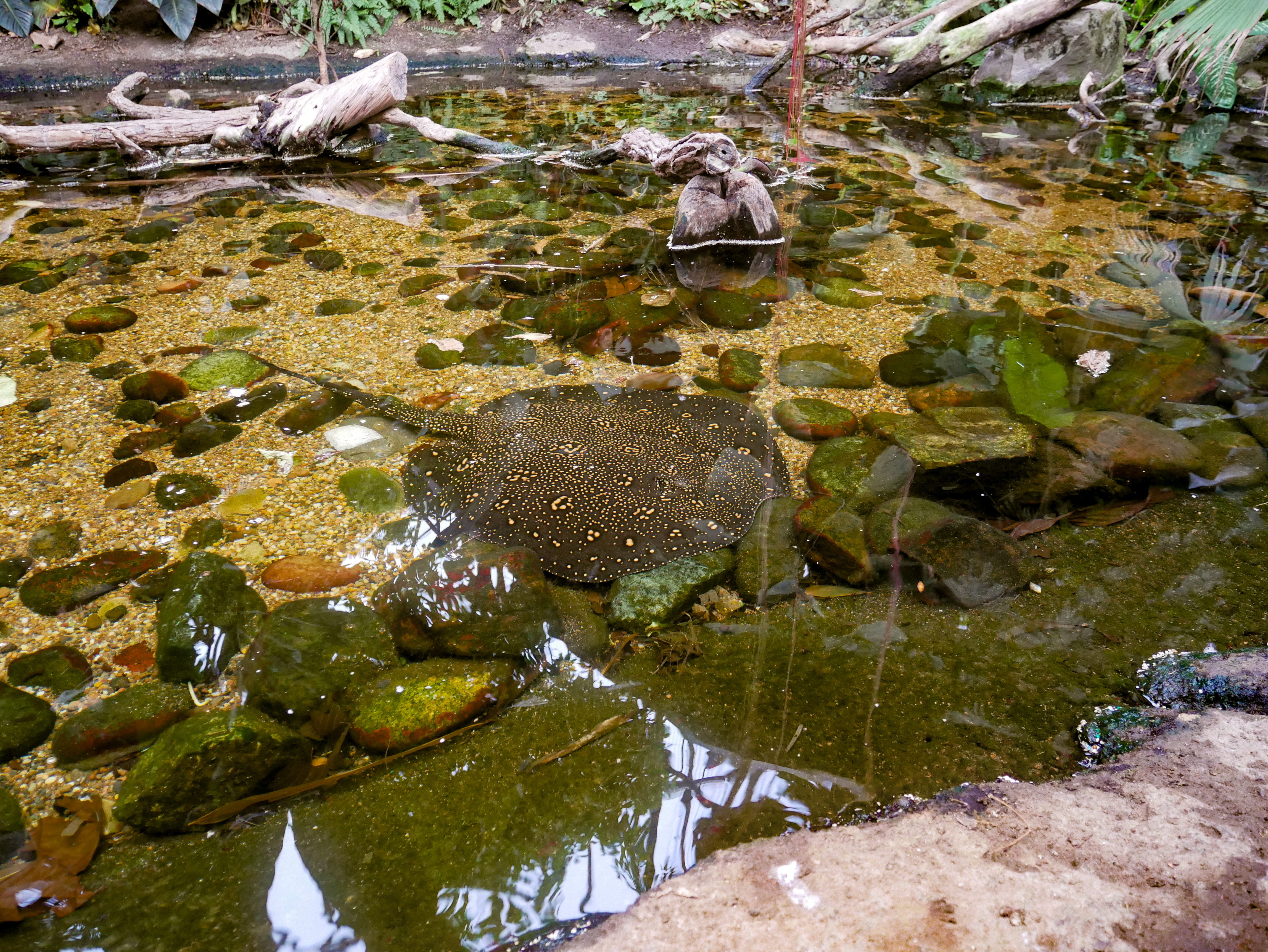Spotted stingray in the Omaha Henry Doorly Zoo's Lied Jungle.
